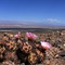 Fiambalá (al fondo): un verdadero oasis