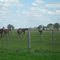 campo argentino II