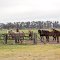 LA BAMBA DE ARECO, SAN ANTONIO DE ARECO, ARGENTINA