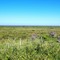 Pampas and river