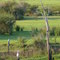garza blanca al sol