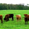 Cattle on Pasture
