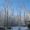 April Snow in Woods