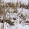 Cattails in a Ravine