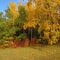 A Painted Palette of Fall Trees At The Edge of Laurier Ravine in West Edmonton Sep '10