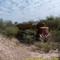 Tren del FC Belgrano con la GM G22 7748 al frente, llegando a Chepes