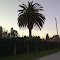 Una Palmera suelta en La Unión, PBA, junio 2012
