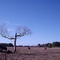 Arbol misterioso - Vista: Noreste