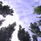 Arboles de la laguna (Los Alamos)
