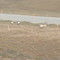 Caribou @ Last Chance rest stop, Dalton Hwy