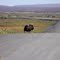 Musk ox on James Dalton highway