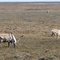Thousands of caribous thru the road
