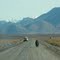 Musk Ox Traffic Jam