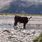A cow