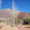 Río Colorado-Tinogasta-Hermoso paisaje