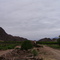 Viñedos