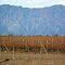 Viñedos con cepa Bonarda al pié del Cordón Velazco -  Nonogasta – La Rioja