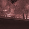 Trees at night through an IR filter