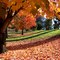 Autumn maples 2007