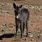 Habitante de La Puna Jujuy