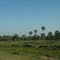 Palmar