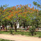 Árbol "Chivato" en la plaza de Caa Cati, Corrientes.