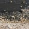 Fish Dying from Runoff and Bacteria