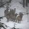 ELK ON THE MOVE