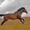 Walter Gallops in His Pasture