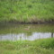 Pato Corbatilla en Laboulaye
