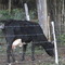 vaca pariendo