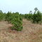 Plantación de Yerba Mate - www.transit21.com.ar