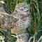 Beautiful Burrowing Owl
