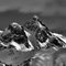 Cerro Willis BW