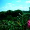 STATE FOREST RESERVE IN BAURU-SP