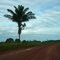 Arvore à beira da estrada. Ramal de acesso à cidade de Amapá.