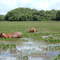 Amapá - As vacas foram para o brejo