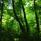 Caesar Creek Gorge