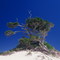 "Figueira Tree" 500 yrs