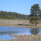Lone pine and wetland