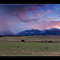 Clydesdale horses sunset, Enterprise OR
