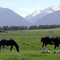 Clydesdales in Oregon