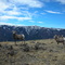 Bighorn Sheep