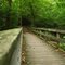 Bridge in the Woods