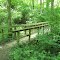 Bridge in the Woods