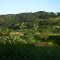 Floresta - Gavião Peixoto