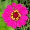 Joaninhas na flor Bem me Quer cor-de-rosa( Three Colors, Two Insects One Flower)