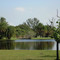 Bosque da Barra_Lago e ponte ao fundo