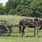 Amish Cart and Horse