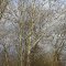 Trees by Black Fork